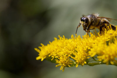 Close-up of bee on yellow flower