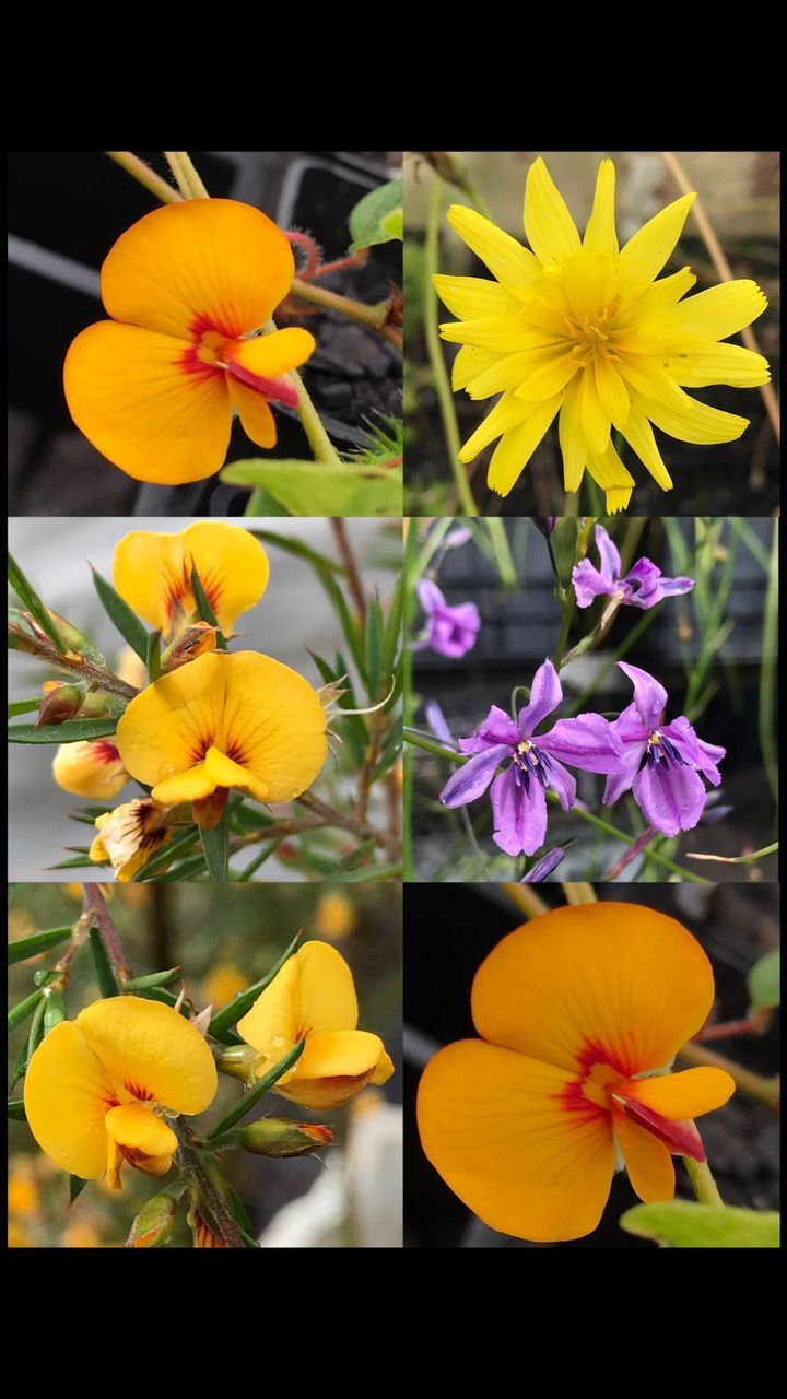 flower, yellow, freshness, petal, fragility, flower head, beauty in nature, nature, growth, plant, no people, close-up, outdoors, blooming, pansy, springtime, stamen, day