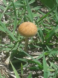 Close-up of mushroom growing on grass