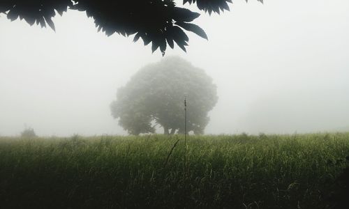 Trees on field in foggy weather
