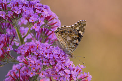 Close-up of butterfly pollinating on pink flower