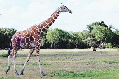 Side view of horse standing on field against sky