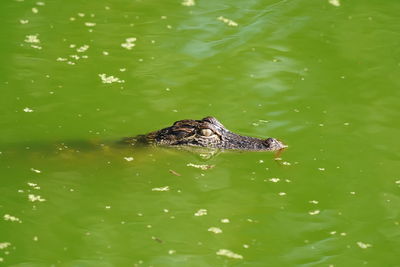 High angle view of a duck swimming in lake