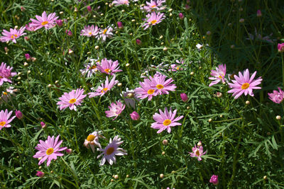 High angle view of flowers blooming on field
