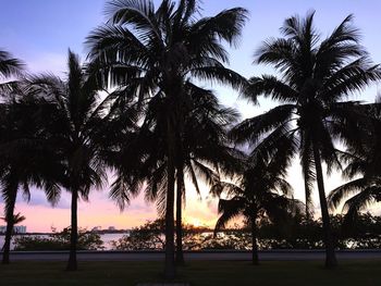 Silhouette palm trees on beach against sky