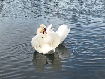 Swan swimming on lake