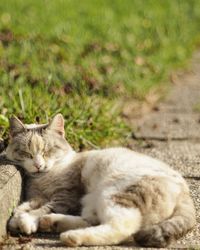 Portrait of cat relaxing outdoors