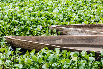 Plants floating and boats 