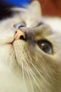 Close-up portrait of cat