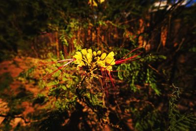 Close-up of yellow flowering plant on field