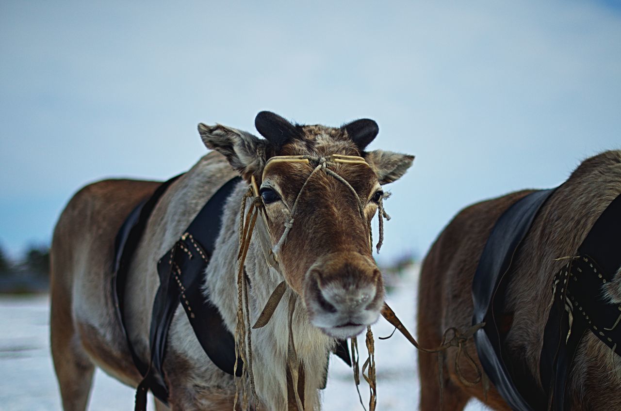 CLOSE-UP OF HORSE STANDING BY WALL