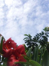 Low angle view of red flowers against sky