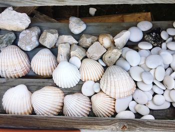 High angle view of shells on pebbles