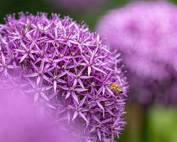 Close-up of purple flowering plant