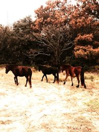 Horses grazing on field