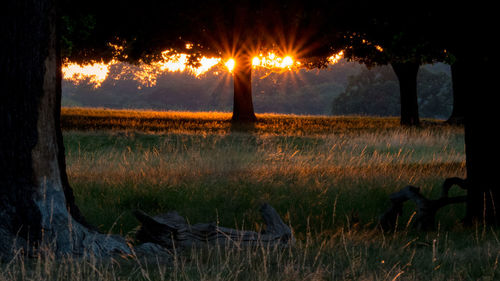 Silhouette trees on field against sky at sunset