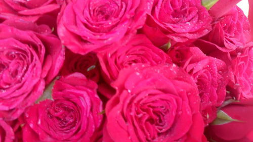 Full frame shot of pink flower