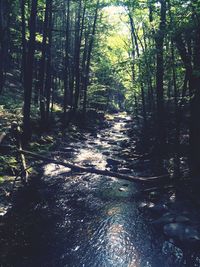 Trees in forest