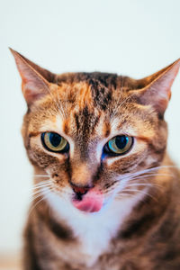Close-up portrait of cat