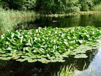 Lotus water lily in lake