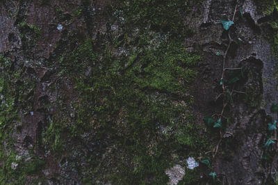 Low angle view of trees in forest