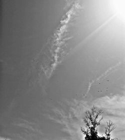 Low angle view of trees against sky