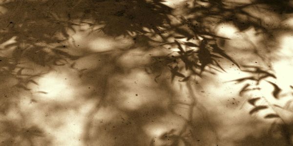 Reflection of trees in water