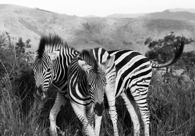 Zebra standing on field