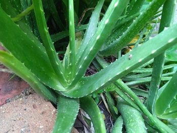 High angle view of succulent plant on field