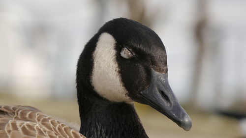 Close-up of canadian goose with closed eyes