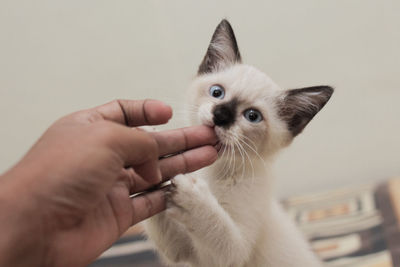 Midsection of hand holding cat against wall