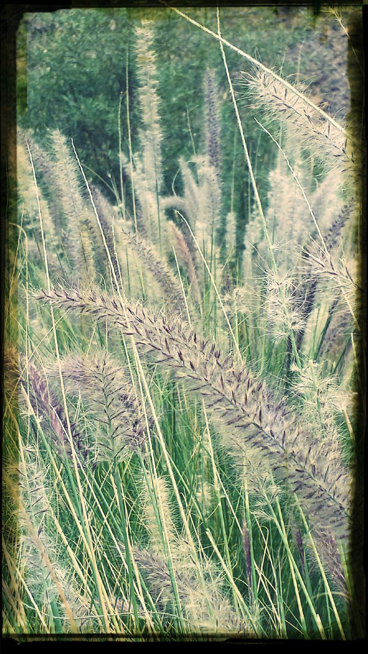 grass, transfer print, growth, field, plant, auto post production filter, tranquility, nature, beauty in nature, tranquil scene, landscape, day, outdoors, forest, high angle view, green color, no people, scenics, grassy, backgrounds