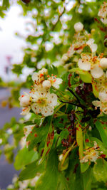 Close-up of fresh flowers on tree