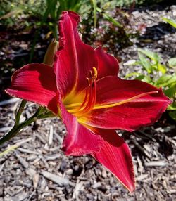 Close-up of red rose flower