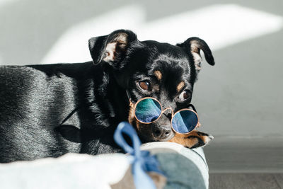 Close-up of dog looking at camera