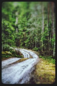 Road passing through forest