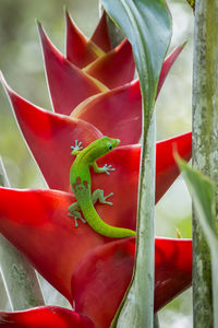 Close-up of red lizard