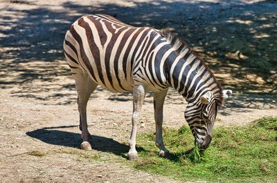 Zebra standing on a land