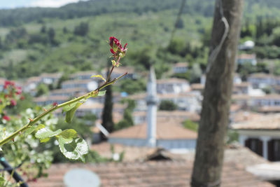 Close-up of flowering plant