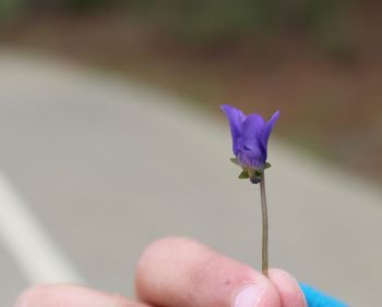 Close-up of hand holding flower against blurred background