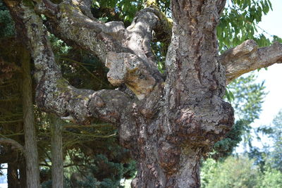Close-up of tree trunk
