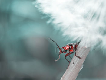 Close-up of insect