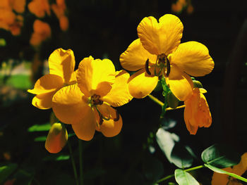 Close-up of yellow flowering plant