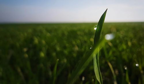 Close-up of raindrops on grass field