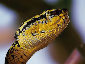 Close-up of lizard on yellow leaf