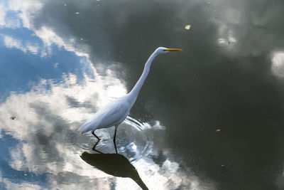 High angle view of great egret perching in lake with reflection