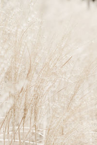 Close-up of wheat growing on field