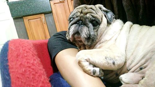 Close-up of dog sitting on hand