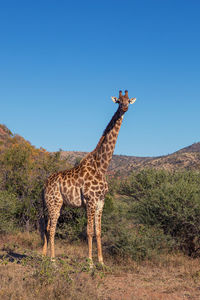 View of giraffe on land against sky