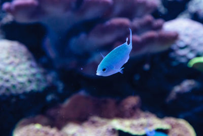 Close-up of chromis fish swimming